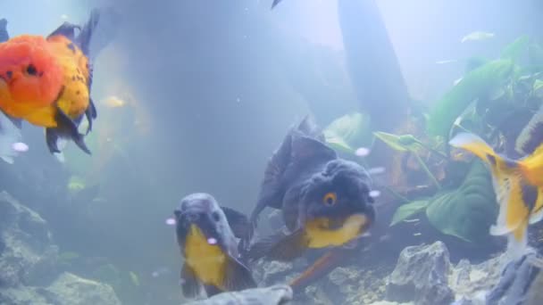 Akvaryumda Yüzen Siyah Aslan Başlı Balıkların Hollanda Açısı — Stok video
