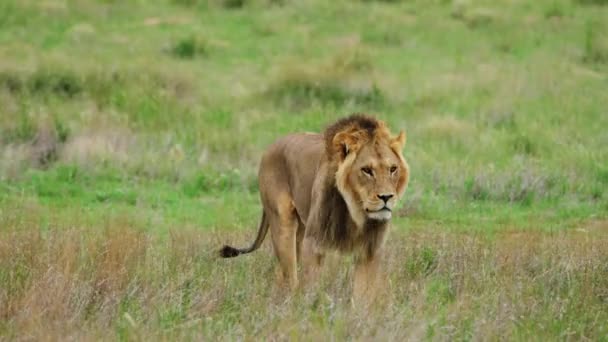 Lion Walking Field Alone Central Kalahari National Park Medium Shot — ストック動画