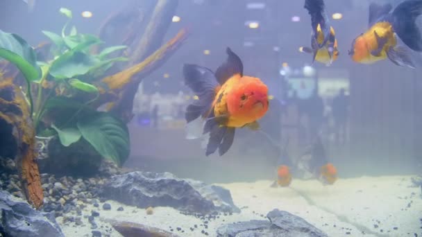 青い水の水族館でのライオンヘッド金魚の水泳 — ストック動画