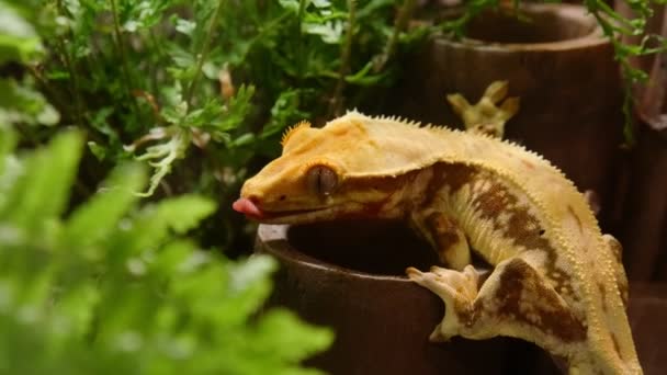 Médio Tiro Crista Gecko Lambendo Seu Retina — Vídeo de Stock