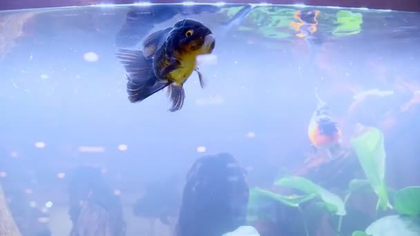 Pesce Rosso Testa Leone Nero Cerca Cibo Acquario — Video Stock