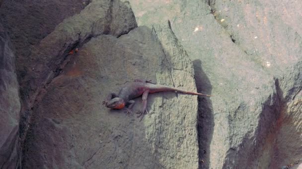 Гігантська Ящірка Канарського Острова Відпочиває Сонці — стокове відео