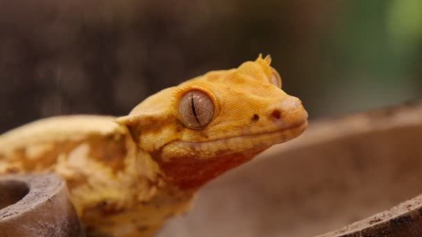 Närbild Crested Gecko Huvud Med Hud Detaljer — Stockvideo