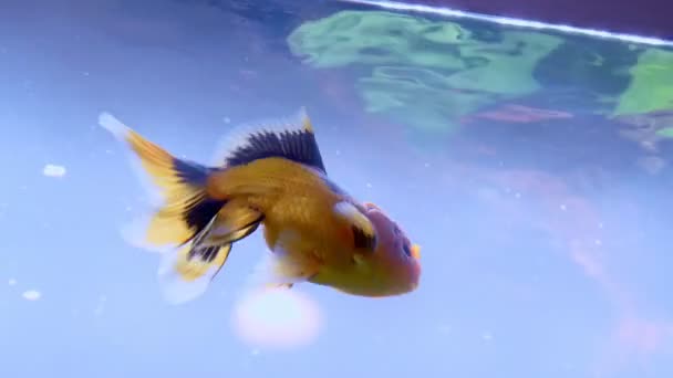 Lionhead Goldfish Swimming Water Surface — Stock Video