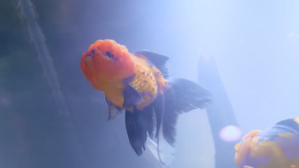 Vue Bas Beaux Poissons Rouges Tête Lion Nageant Dans Aquarium — Video