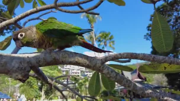 Kolorowa Papuga Usiadła Gałęzi Dłoni Karmiąc Nią Papugę Siedzącą Dłoni — Wideo stockowe