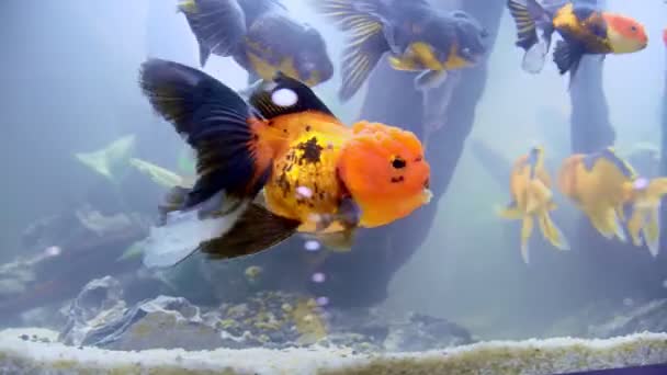 Vista Lateral Hermosos Peces Dorados Cabeza León Nadando Acuario — Vídeo de stock