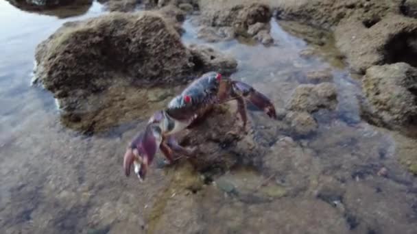 褐色的乌龟 可爱地爬行在沙滩上与婴儿 可爱的动物世界 — 图库视频影像