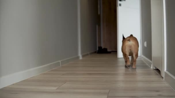 Vista Trasera Del Bulldog Francés Caminando Hacia Fuera Habitación Disparo — Vídeo de stock