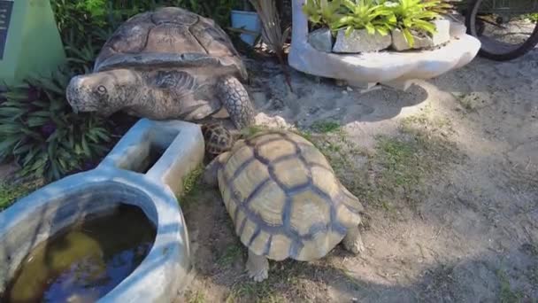Brown Tortoise Hard Shelled Lovingly Crawling Sand Baby Cute Animal — Stok video