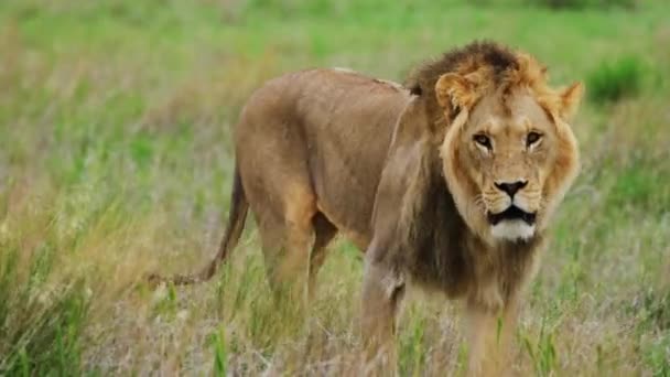 Leão Selvagem Caminhando Sozinho Campo Gramado Kalahari Central Close Tiro — Vídeo de Stock