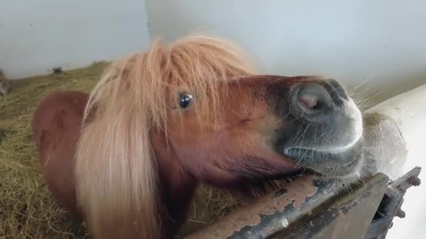 Brązowy Futrzany Koń Zdjęcie Poruszające Się Bliska Słodycz Świata Zwierząt — Wideo stockowe
