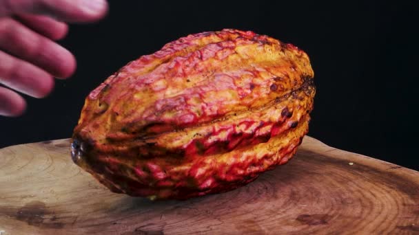Rotation Full Cacao Fruit Pod Theobroma Cacao — стоковое видео