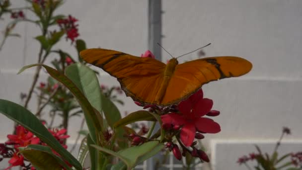 Hermosa Mariposa Naranja Poliniza Una Flor Roja — Vídeo de stock