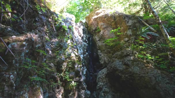 Mossy Forest Creek Cascada Entre Las Rocas Isla Vancouver Columbia — Vídeo de stock