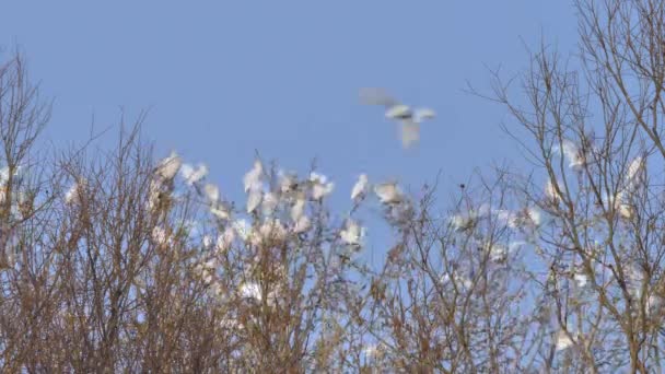 Bovini Occidentali Egret Bubulcus Ibis Che Volano Stormo Sopra Ramo — Video Stock