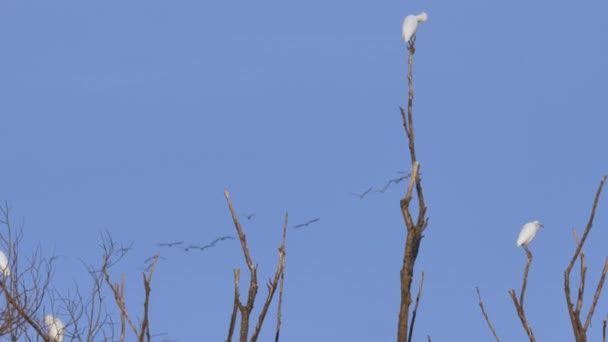 Cattle Egret Perched Tree Branch Flock Formation Fly Clear Blue — Stock videók