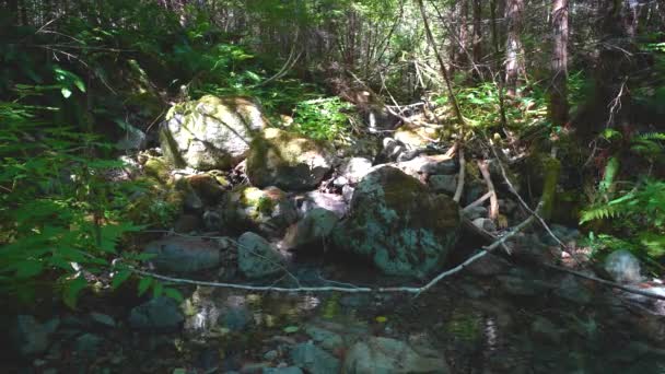 Mossy Forest Creek Auf Vancouver Island British Columbia Kanada — Stockvideo