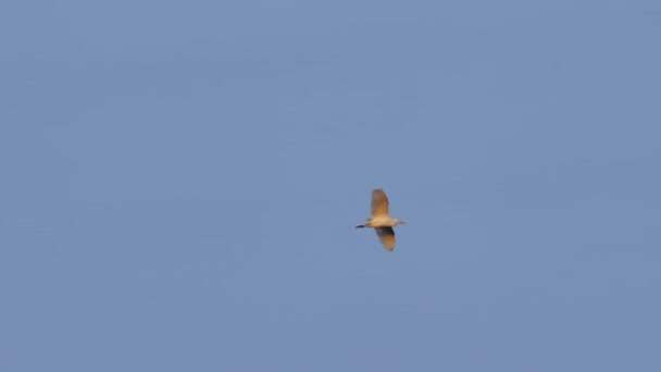 Pár Západní Dobytek Egret Létání Modré Jasné Slunné Obloze Nad — Stock video