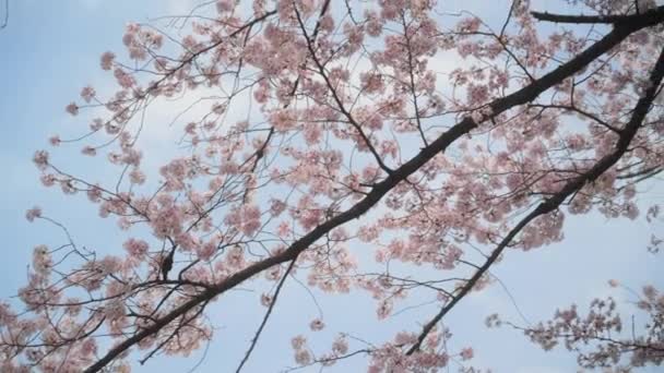 Flores Cerezo Ramas Árboles Balanceándose Viento Con Hermoso Cielo Azul — Vídeos de Stock