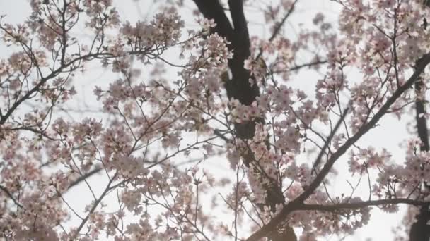 Slightly Hazy Shot Cherry Blossom Flowers Illuminated Sun — стоковое видео