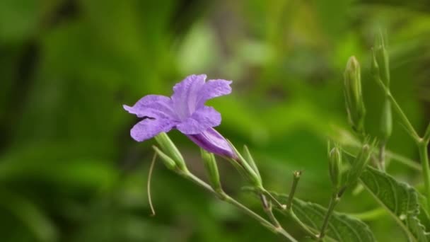 Krásná Ruellia Tuberosa Květina Větru — Stock video