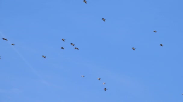 Western Cattle Egret Που Φέρουν Σχηματισμό Σμήνους Συννεφιασμένο Ουρανό Μετανάστευση — Αρχείο Βίντεο