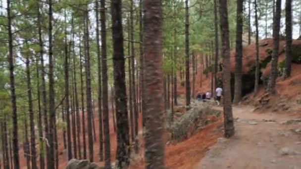 Hike Forest Trail Top Roque Nublo — Wideo stockowe