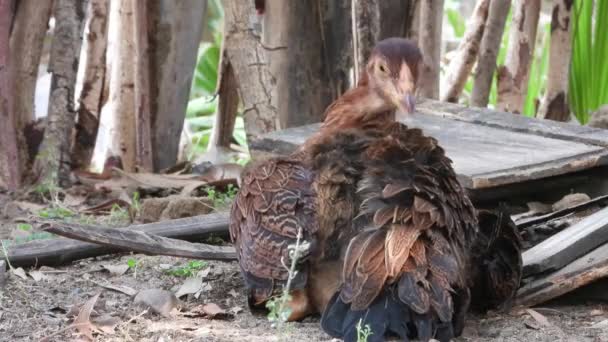 Female Hen Relaxing Tree — Stock Video