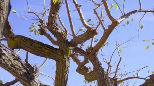 Crooked Branches Rare Green Leafs Close Camera Rotates Tree Low — Stok video