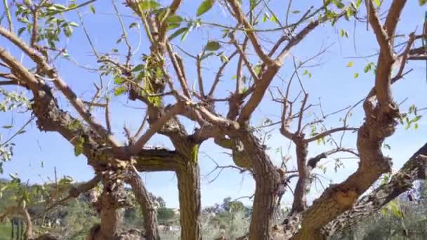 Tree Many Crooked Branches Clear Blue Sky Background Camera Moves — Video