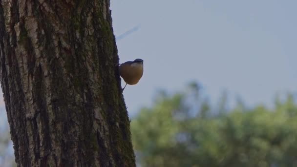 Une Sittelle Est Assise Contre Tronc Arbre Avec Tête Baissée — Video