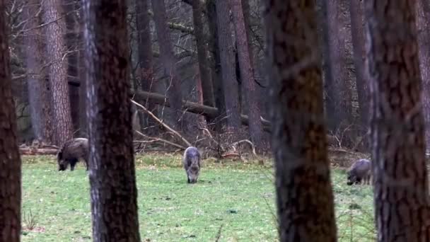 森林里一片空地上的野猪在树后拍摄 — 图库视频影像