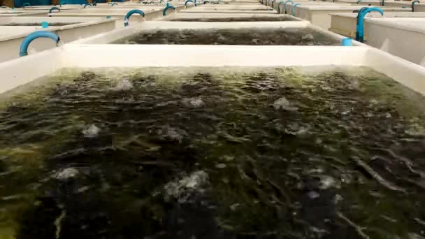 Weiße Tanks Auf Kommerziellen Abalone Farmen Werden Belüftet Aquakultur — Stockvideo