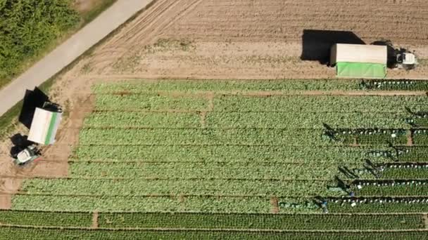 Aerial Top Horizontal Shot Workers Harvesting Food Green Field — Vídeo de Stock