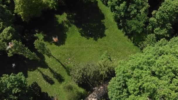 Flygfoto Drönare Attackerade Aggressiva Bin Över Grön Park — Stockvideo