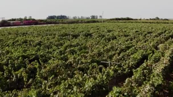 Bodega Con Viñedo Viaja Hacia Campo Grava Ica Perú Drone — Vídeos de Stock