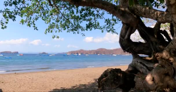 Tropikalna Plaża Starym Drzewem Słoneczny Dzień Coco Beach Guanacaste Kostaryka — Wideo stockowe