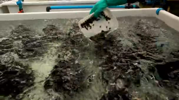 Akvakultúra Gazdaságban Dolgozó Abalone Nal Teli Konténer Tartályba Ömlött Munkavállalója — Stock videók
