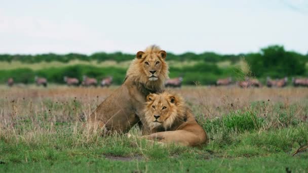 在草甸平原休息的狮子与背景中的猎食 中镜头 — 图库视频影像