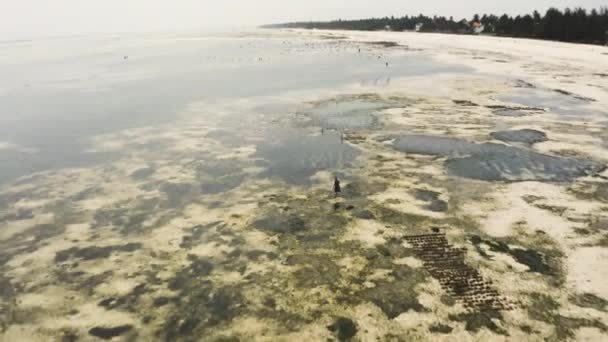 African Woman Foraging Coastal Seafloor Fish Low Tide Zooming — Stock video