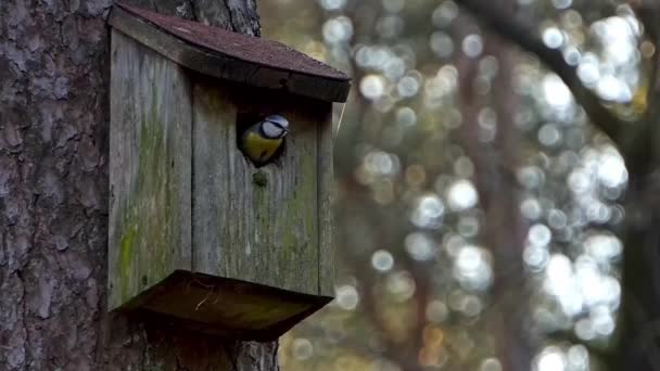 Blue Tit Sits Opening Birdhouse Looks Flies Away Slow Motion — стоковое видео