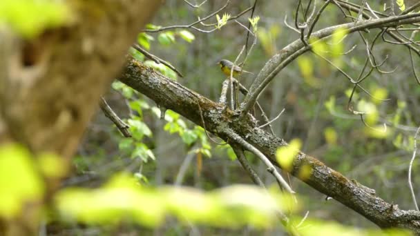 Kanada Sångare Uppflugen Trädgren Omgiven Gröna Löv Skog — Stockvideo