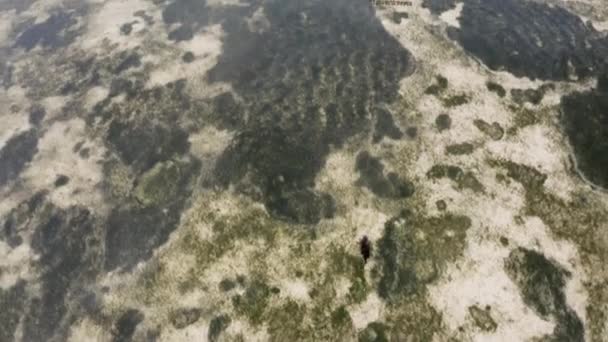 African Woman Standing Uncovered Seafloor Seaweed Low Tide — Vídeo de Stock