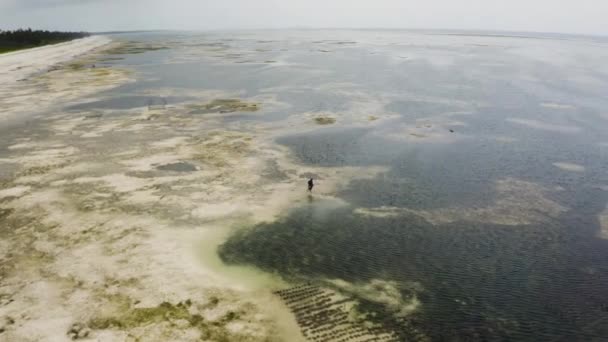 Persona Que Busca Peces Mar Tropical Con Algas Marea Baja — Vídeos de Stock