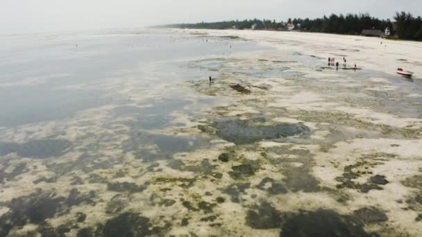 African Villagers Foraging Coastal Seafloor Seaweed Low Tide — Vídeos de Stock