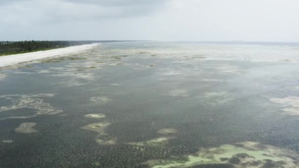 Tropical Coastal Sea Bed Lots Seaweed Low Tide Drone Shot — Vídeos de Stock