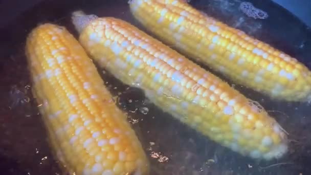 Drei Maiskolben Die Einer Pfanne Wasser Kochen — Stockvideo