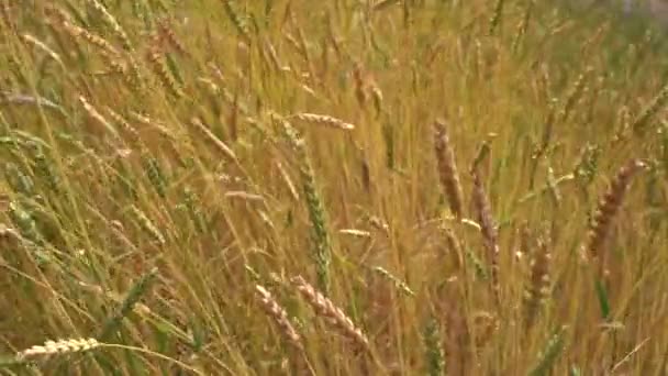 Some Yellow Wheat Blowing Wind Sunny Day — Stock Video