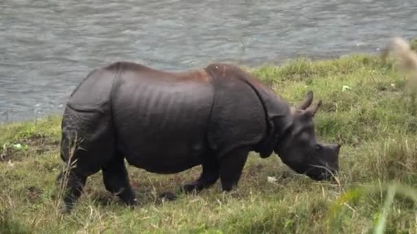 Rinoceronte Cuernos Parado Orilla Río Hierba Alta — Vídeo de stock